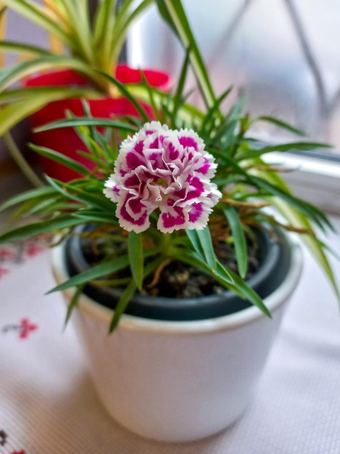 Неділя 25-а після П'ятидесятниці (ФОТО) | Фото 2