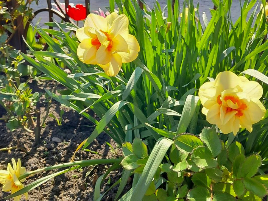 День пам'яті великомученика Георгія Побідоносця (ФОТО) | Фото 27
