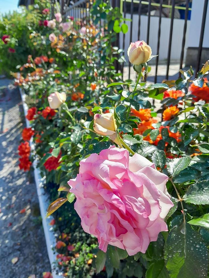 Святкування на честь Почаївської ікони Божої Матері (ФОТО) | Фото 16