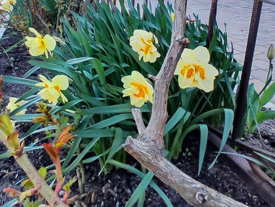 Неділя 3-а після Пасхи, святих жон-мироносиць (ФОТО) | Фото 31