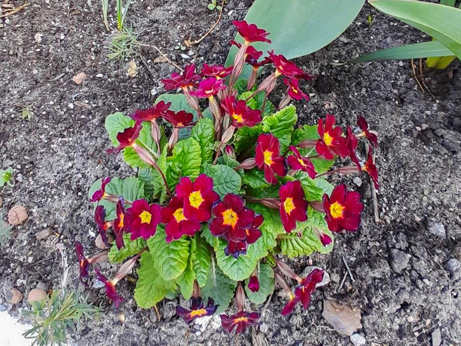 Неділя 3-а після Пасхи, святих жон-мироносиць (ФОТО) | Фото 30